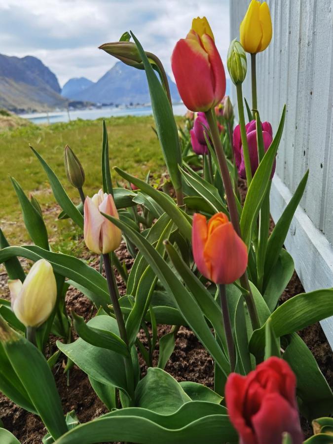 Banpim Beachside Lofoten Hytte