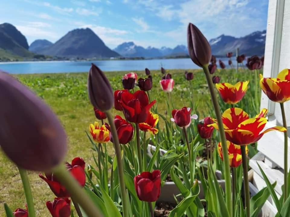 Banpim Beachside Lofoten * Ramberg